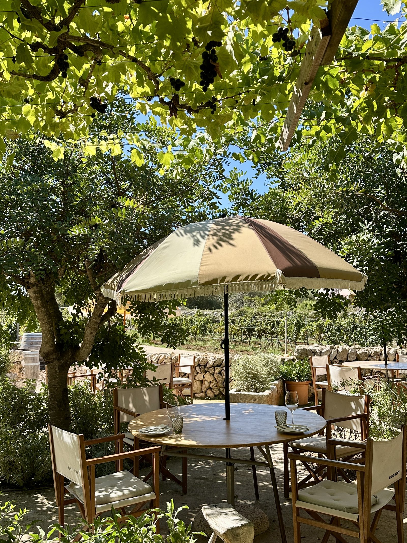 Déjeuner privé sous une tonnelle de vigne